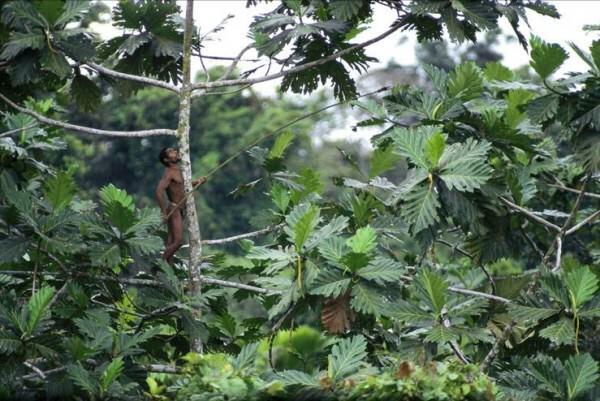 Rumah Pohon Suku Korowai - makin cinta indonesia deh