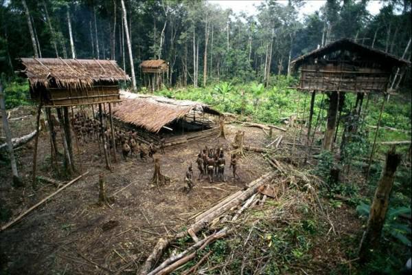 Rumah Pohon Suku Korowai - makin cinta indonesia deh