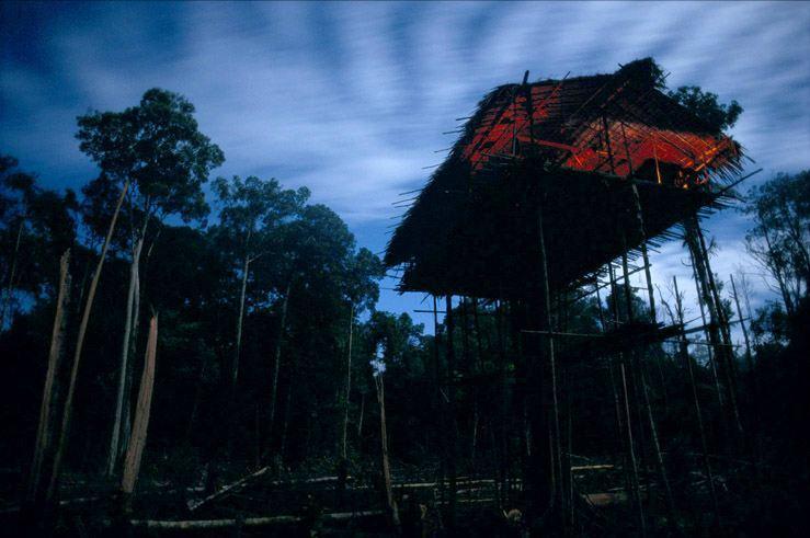 Rumah Pohon Suku Korowai - makin cinta indonesia deh