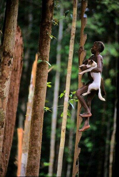 Rumah Pohon Suku Korowai - makin cinta indonesia deh