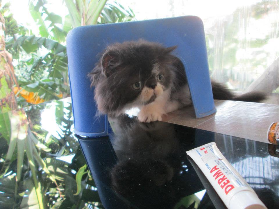 kitten peaknose female