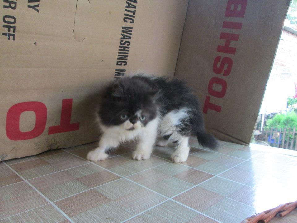 kitten peaknose female