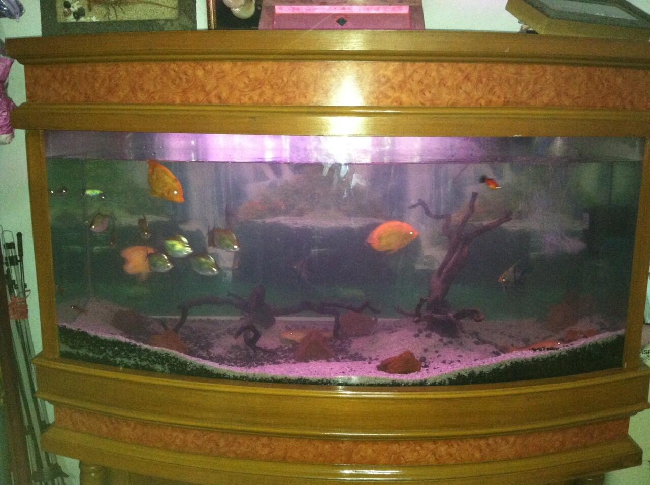 Jual ikan hias air tawar untuk aquascape