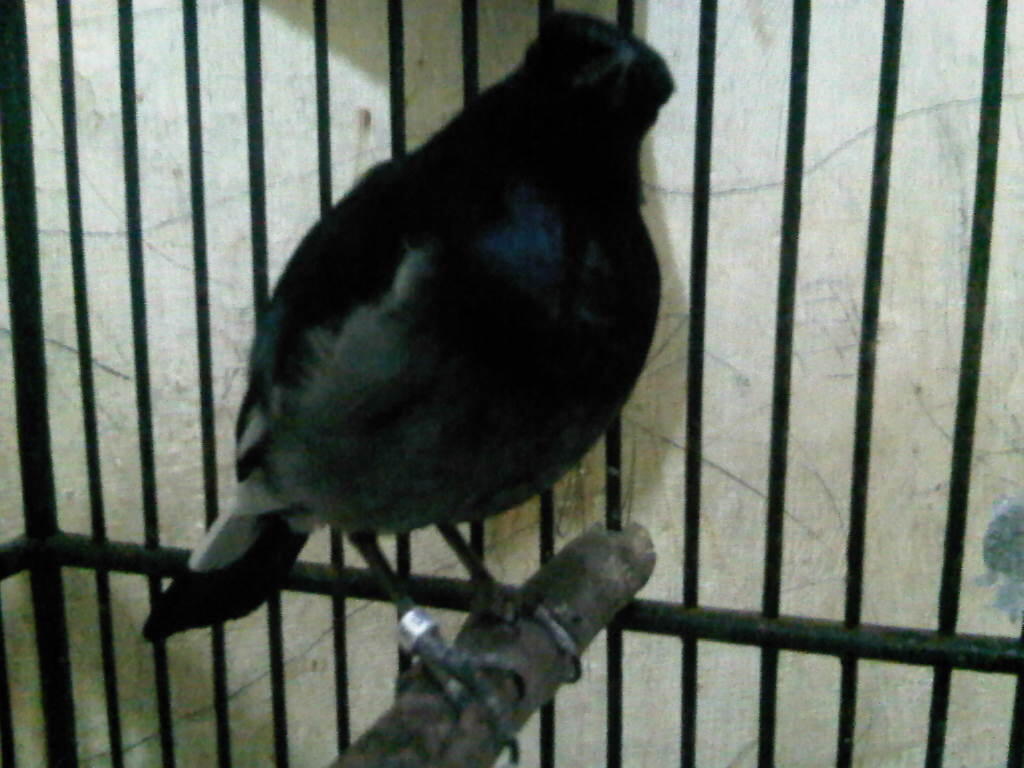 Terjual Jual Burung Kacer Jawatimur Kaskus