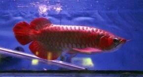 ikan arwana super red(Harga Rp.1.000.000 )085-285-485-219