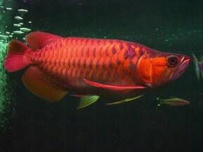 Terjual ikan arwana super red(Harga Rp.1.000.000 )085-285 ...