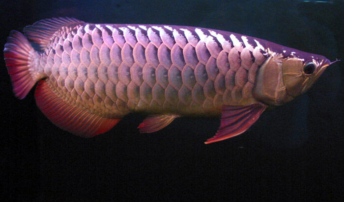 ikan arwana super red(Harga Rp.1.000.000 )085-285-485-219