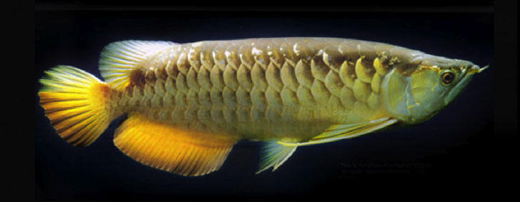 ikan arwana super red(Harga Rp.1.000.000 )085-285-485-219