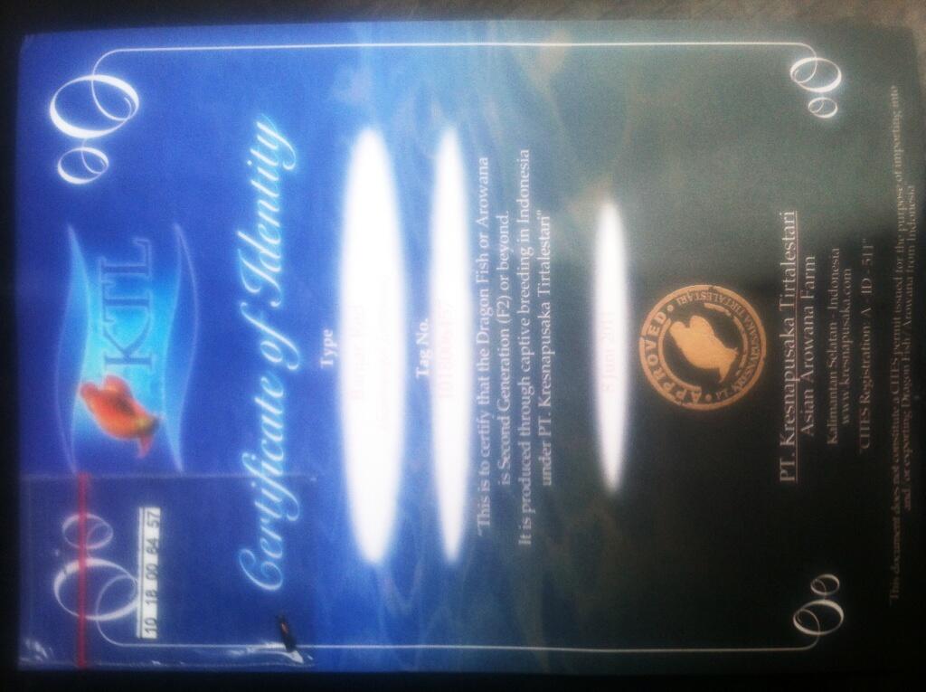ikan arwana super red(Harga Rp.1.000.000 )085-285-485-219