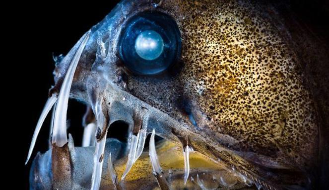 Wajah Monster-monster Bawah Laut