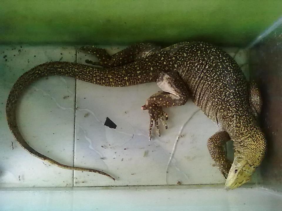 50++ Hewan varanus nebulosus ideas