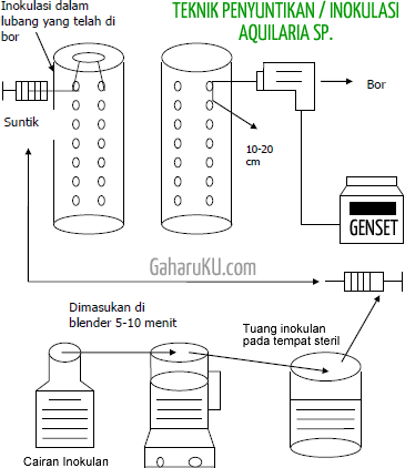 Tentang Kayu Gaharu