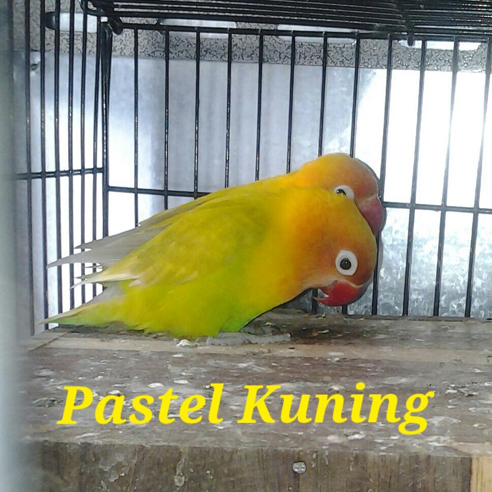 JUAL BURUNG LOVE BIRD PASTEL KUNING DAN PASTEL HIJAU