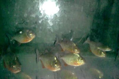 yang ngerti jenis ikan piranha masuk 