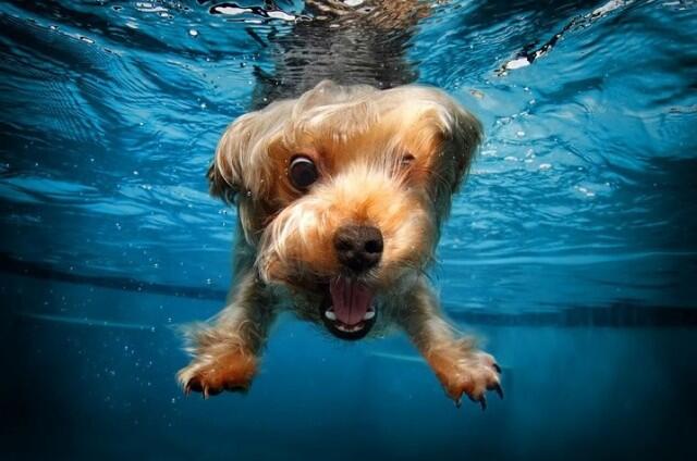 Karya Fotografi Dengan Objek Anjing di Dalam Air 
