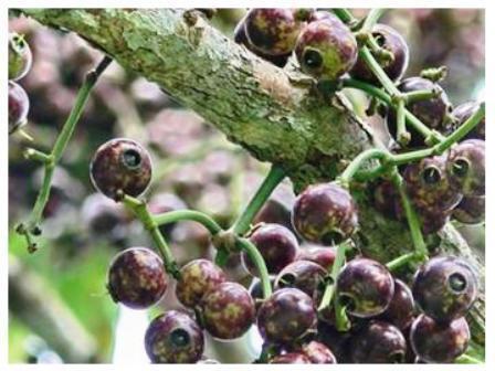 7 Buah Nostalgia yang Mulai Terlupakan