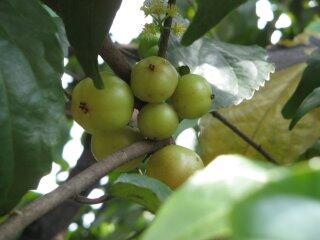 7 Buah Nostalgia yang Mulai Terlupakan