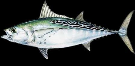 10 Ikan Tercepat di Lautan (+ Pict)