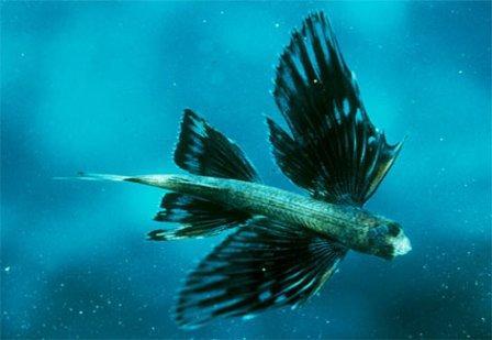 10 Ikan Tercepat di Lautan (+ Pict)