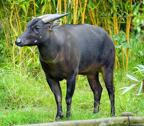 Fauna Asli Indonesia yang Terancam Punah 