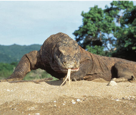 Fauna Asli Indonesia yang Terancam Punah 