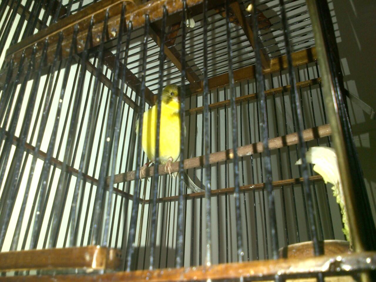 Di jual kenari import, kenari Border dan kenari Siskin original