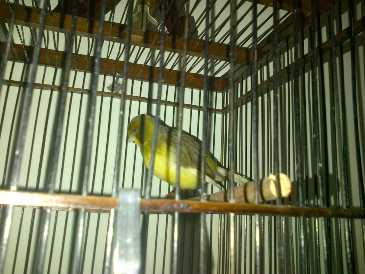 Di jual kenari import, kenari Border dan kenari Siskin original