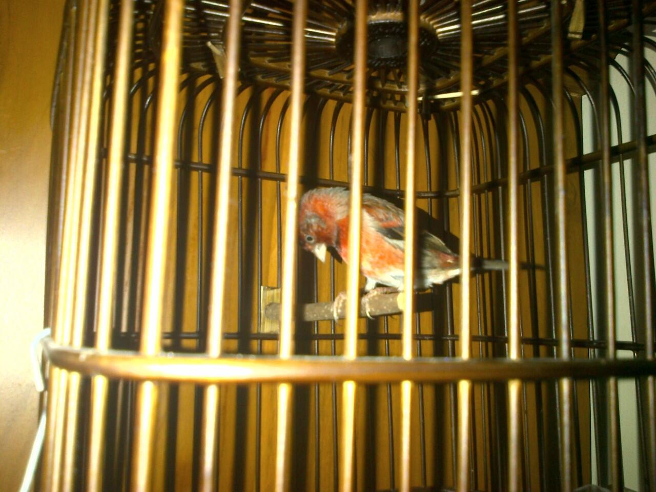 Di jual kenari import, kenari Border dan kenari Siskin original