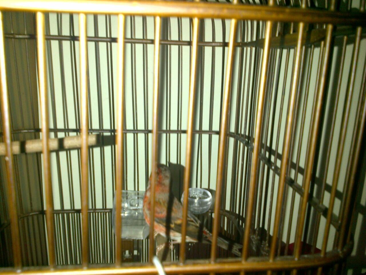 Di jual kenari import, kenari Border dan kenari Siskin original