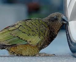 &#91;Kabar Burung&#93; Burung Kakatua Curi Uang Wisatawan 1.000 Dollar