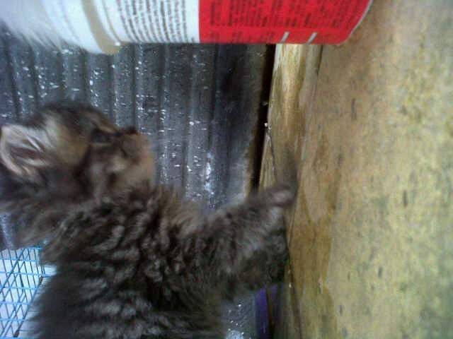 kucing kitten persia flat face harga pinggiran murmer kuliatas kontes.cod bekasi