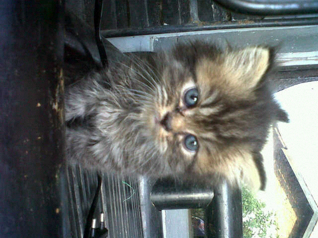 kucing kitten persia flat face harga pinggiran murmer kuliatas kontes.cod bekasi