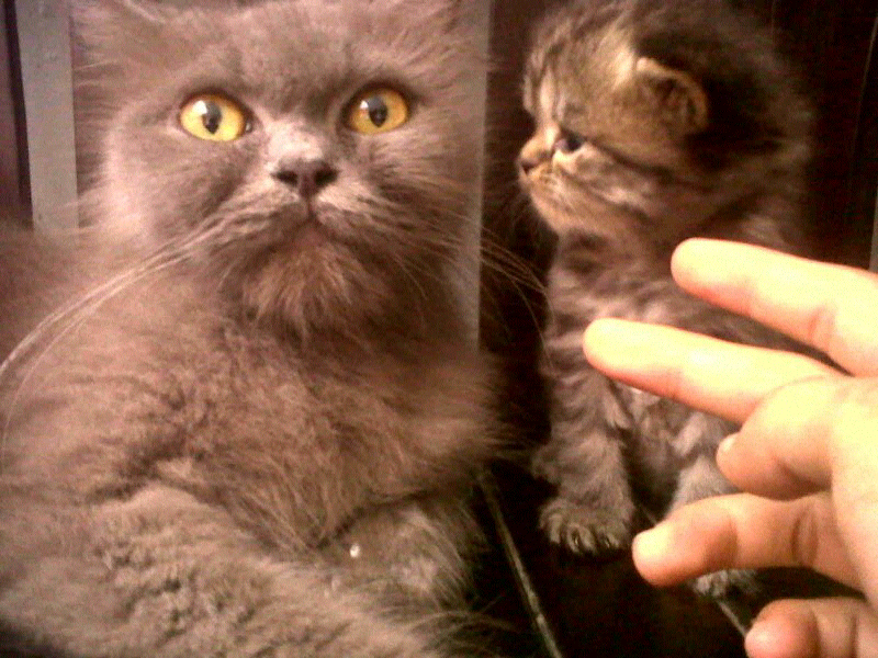 kucing kitten persia flat face harga pinggiran murmer kuliatas kontes.cod bekasi