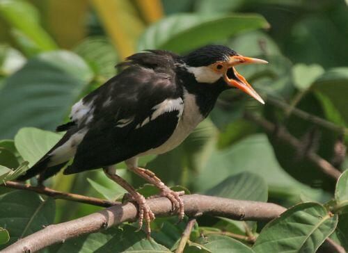 12++ Membedakan burung jalak suren jantan dan betina terbaru