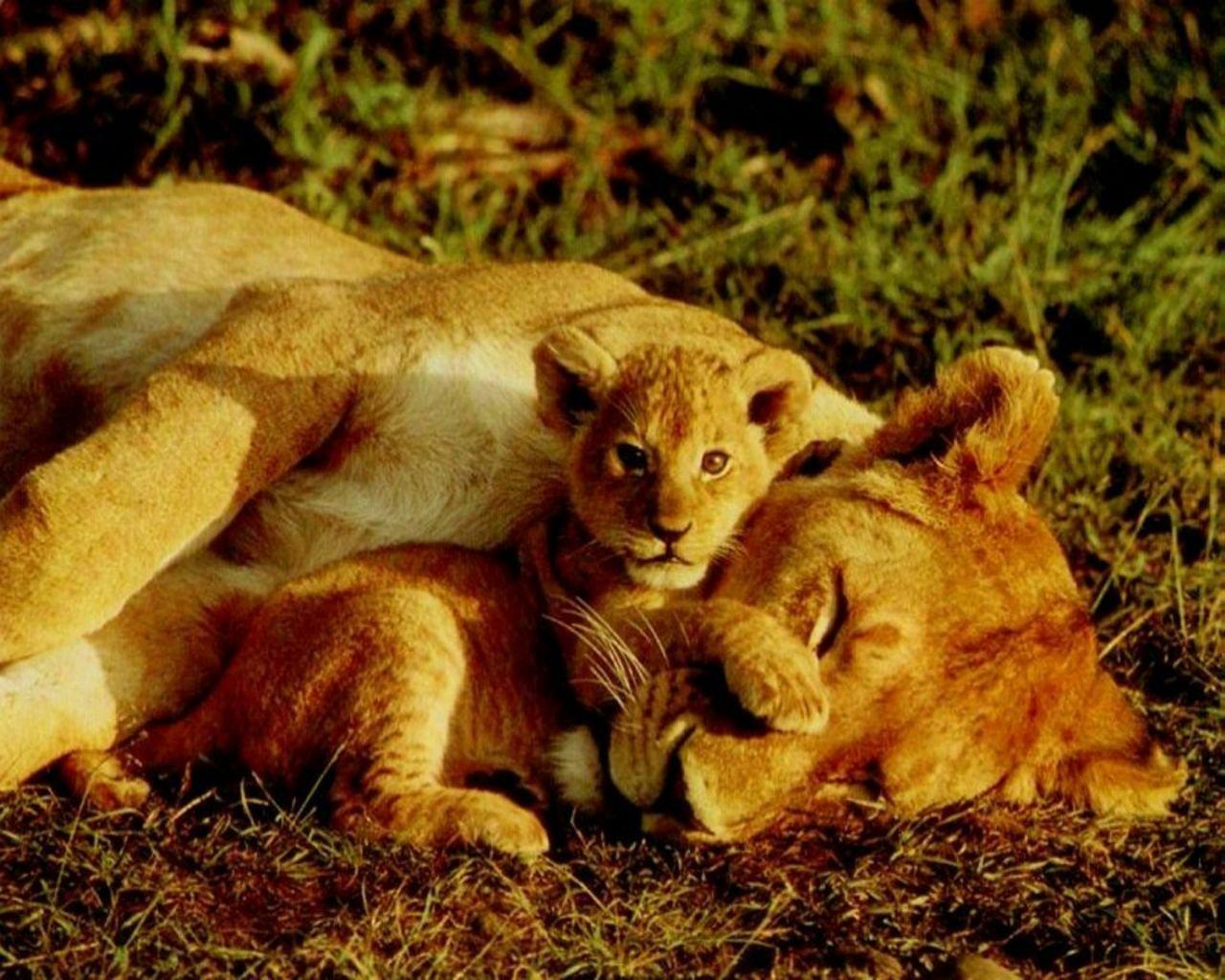 Забота о детенышах. Детеныши животных. Львица и Львенок. Львица с детенышем. Львенок с мамой.