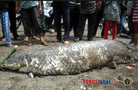 Ikan Raksasa Hebohkan Warga Garut