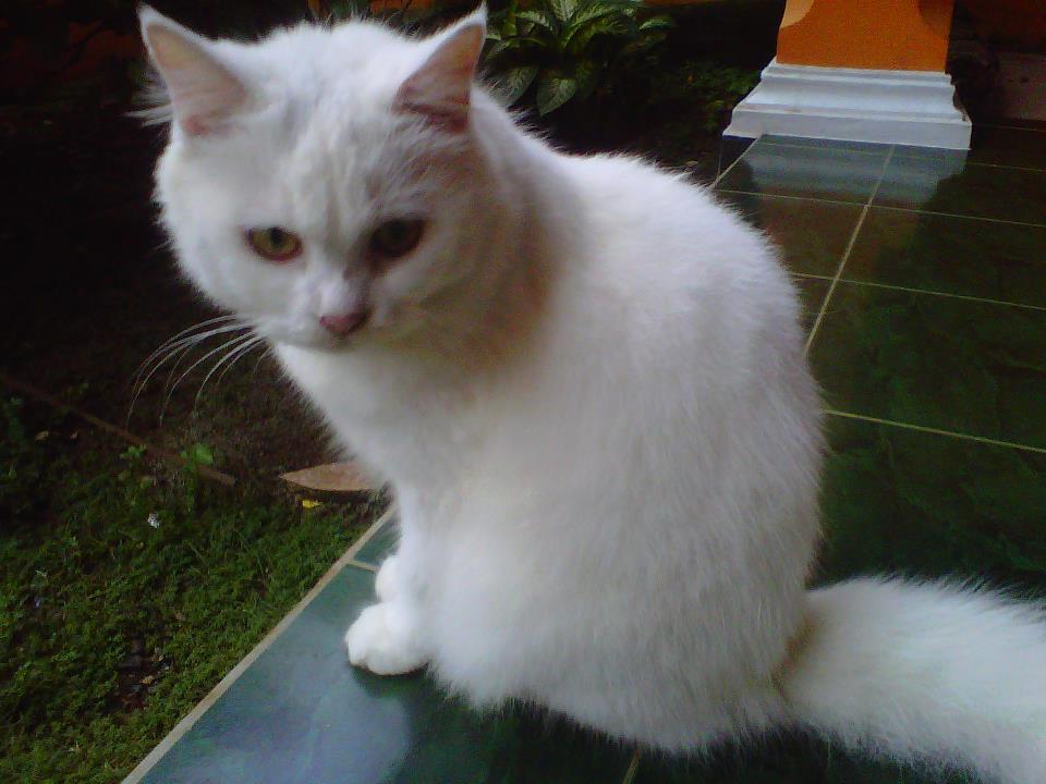 Terjual Jual Cepet Aja Kucing Anggora Snowy White Umur 8 Bulan