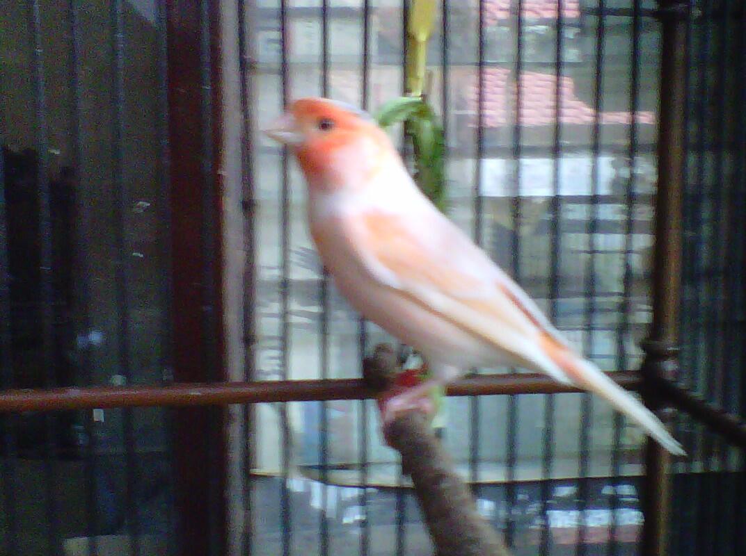 Aneka Colorbred Canary