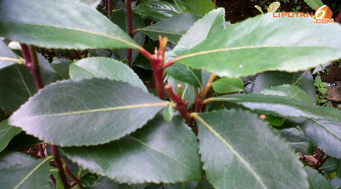 Mempelajari Tanaman Khat, Khatinone, Chatonone atau Metilon
