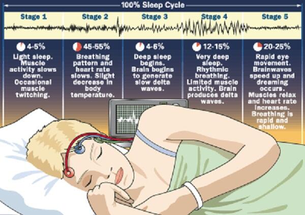 Mengenal Siklus Tidur Pada Manusia