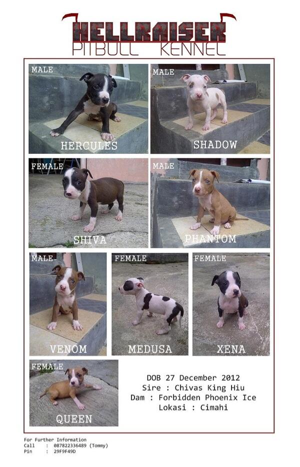 hercules pitbull puppies