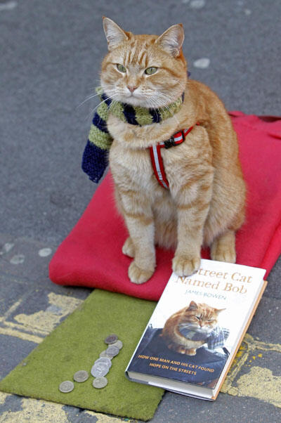 &#91;true story&#93; Kucing pengamen yang sangat lucu dan cerdas 