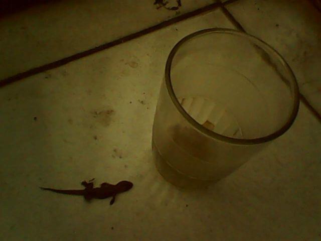 Gan Barusan Ane Minum Kopi Isinya Kaskus