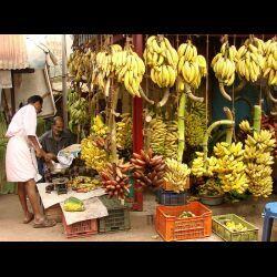 10 Fakta Unik Tentang Pisang