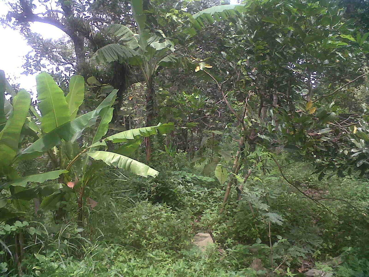 Kebun Durian Ungaran / Durian Enak Dari Candimulyo Ini Wajib Dicicipi