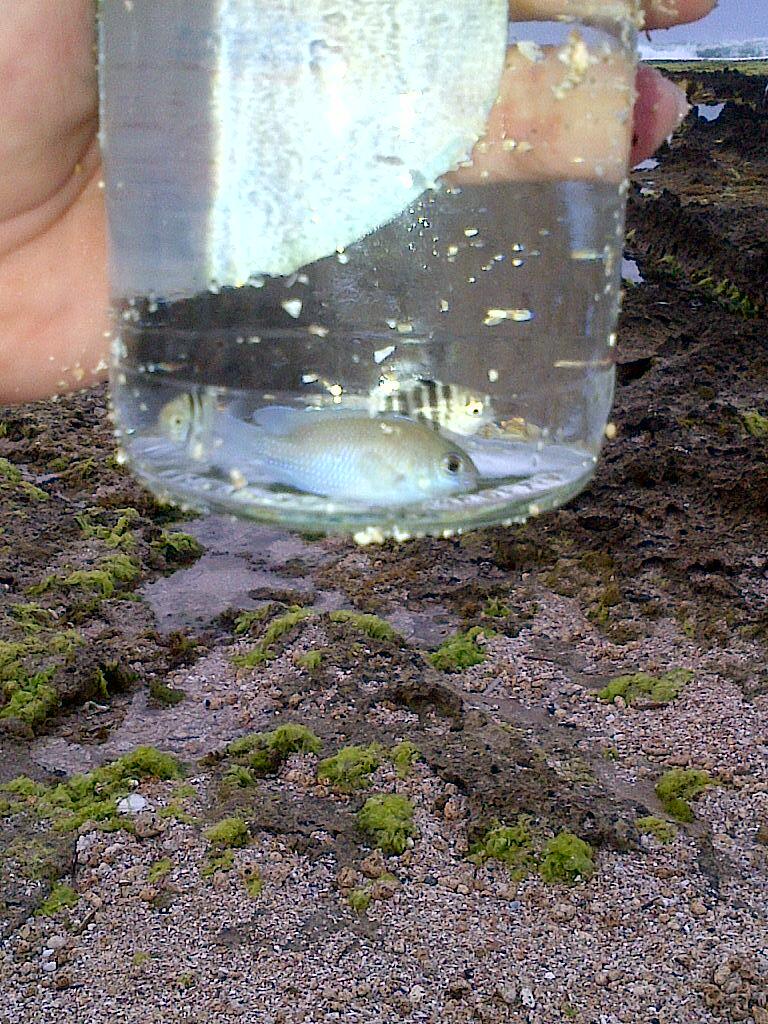 berburu ikan hias di pantai Sayang Heulang Garut (lone traveller touring)