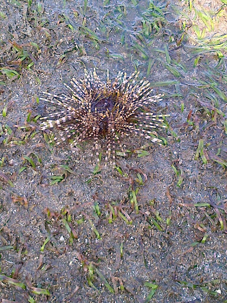berburu ikan hias di pantai Sayang Heulang Garut (lone traveller touring)