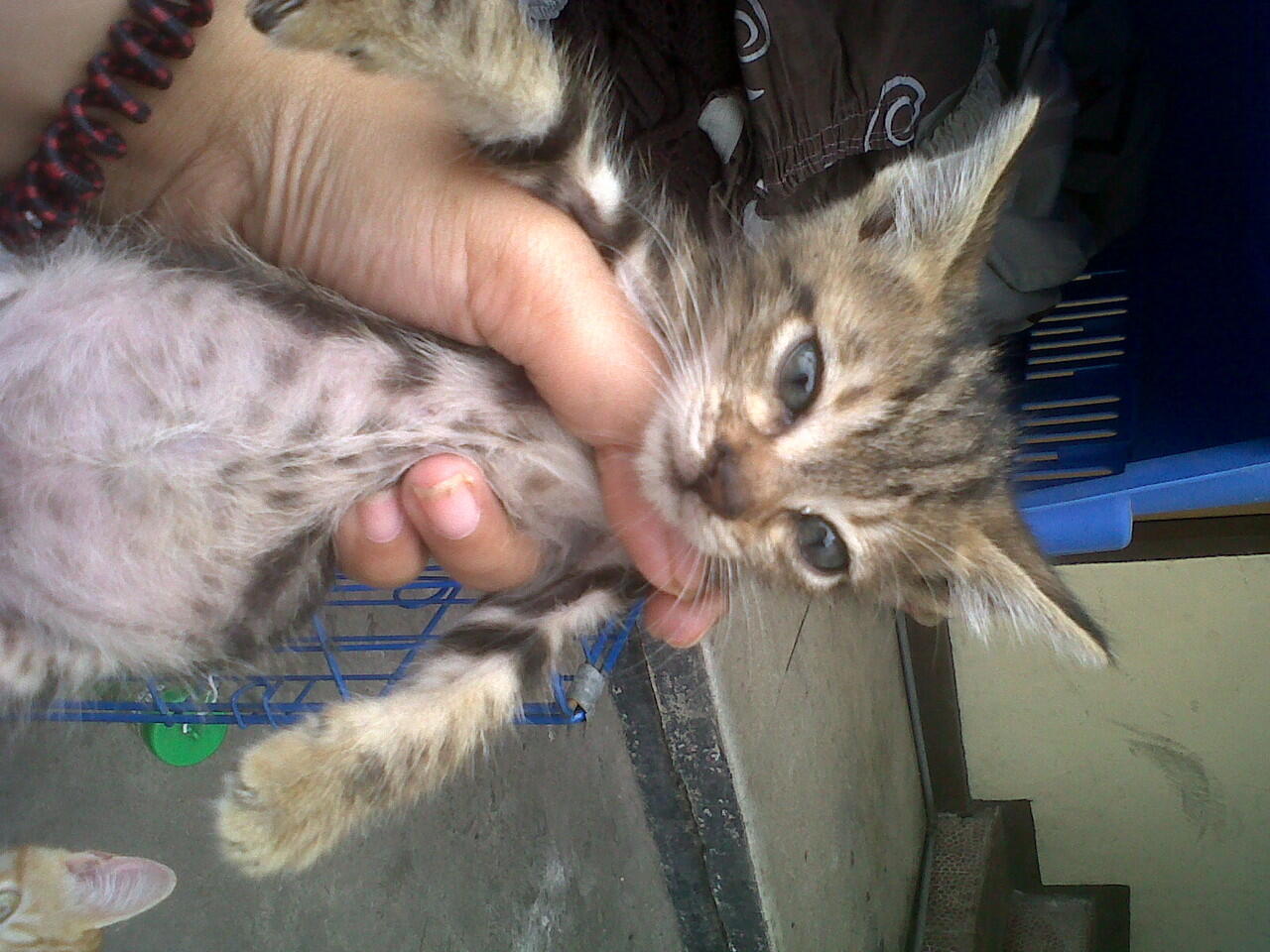 Help Gan....!! Cat Lover Only....!!