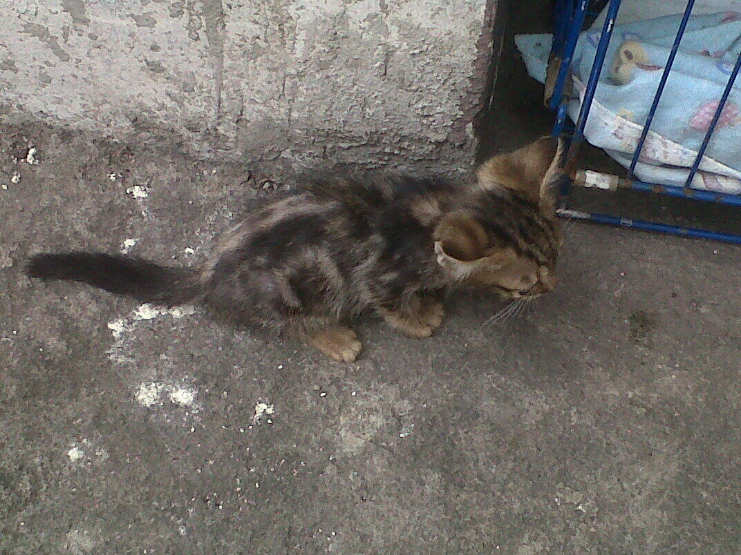Help Gan....!! Cat Lover Only....!!