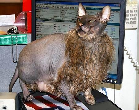 Kucing Mengerikan Ini Berbadan Babi dan Berkaki Singa